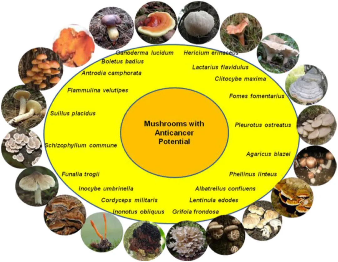 mushroom